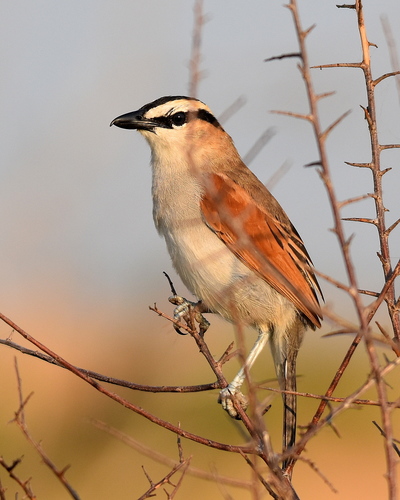 Black-crowned Tchagra