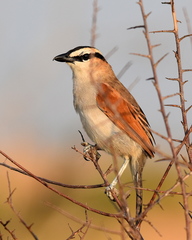 Black-Crowned Tchagra photo 5