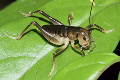 Hemiandrus pallitarsis