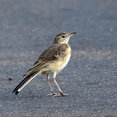 Anthus vaalensis