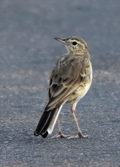 Anthus vaalensis
