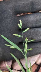 Poa annua