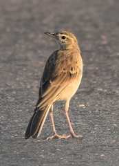 Anthus vaalensis