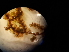 Frullania incumbens