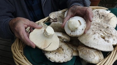 Catathelasma ventricosum
