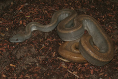 Boa constrictor ortonii