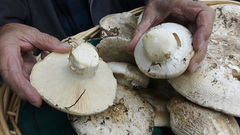 Catathelasma ventricosum