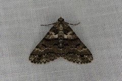 Lipogya leucoprosopa