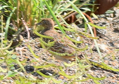 Turnix sylvaticus