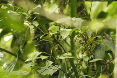 Basileuterus tristriatus
