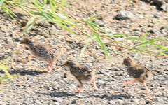 Turnix sylvaticus