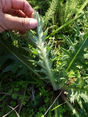 Cirsium quercetorum