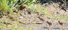 Turnix sylvaticus