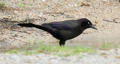 Quiscalus quiscula stonei