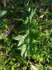 Cirsium quercetorum