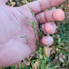 Agrostis hyemalis