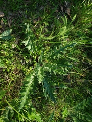 Cirsium quercetorum