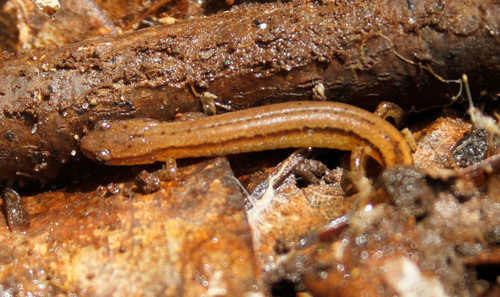 Chamberlain's Dwarf Salamander, Eurycea chamberlaini