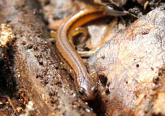 Eurycea chamberlaini