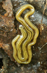 Diversibipalium multilineatum