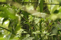 Basileuterus tristriatus