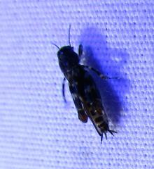 Ellipes minuta