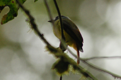 Myiotriccus ornatus