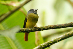 Myiotriccus ornatus