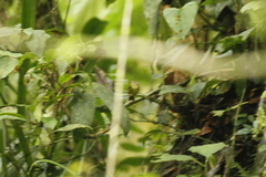 Basileuterus tristriatus