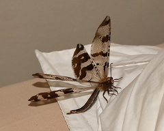 Palparini