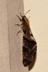 Palparini