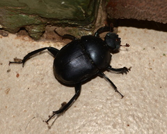 Garreta australugens