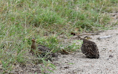 Pterocles bicinctus multicolor