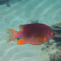 Plectroglyphidodon gascoynei