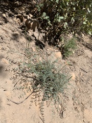 Astragalus remotus