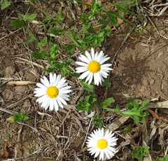 Aphanostephus skirrhobasis thalassius