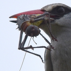Acanthoplus discoidalis