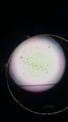 Asterionellopsis glacialis