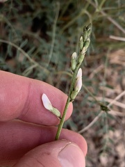 Astragalus remotus