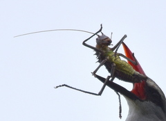 Acanthoplus discoidalis