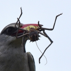 Acanthoplus discoidalis