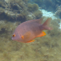 Plectroglyphidodon gascoynei