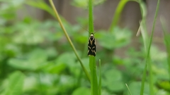 Epithymema incomposita