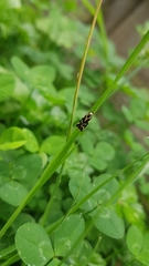 Epithymema incomposita