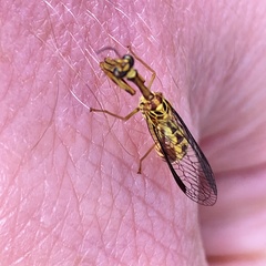 Spaminta minjerribae