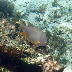 Plectroglyphidodon gascoynei