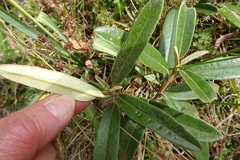 Olearia megalophylla