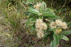 Olearia megalophylla