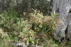 Olearia megalophylla