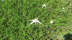 Rhynchospora colorata image